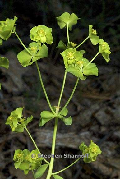 euphorbia crenulata 4 graphic